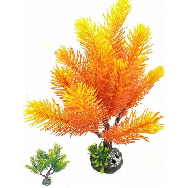 ΔΙΑΚΟΣΜΗΤΙΚΟ ΦΥΤΟ ΕΝΥΔΡΕΙΟΥ